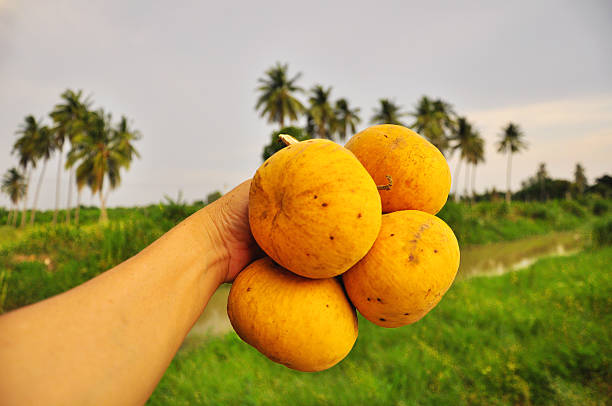 istock Golden Sandoricum koetjape or Santol fruit in hand 482291354