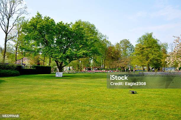 Green Field With A Tree In Keukenhof Park Holland Stock Photo - Download Image Now - 2015, Agricultural Field, Amsterdam