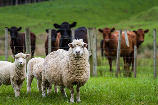 Sheep, lambs and cattle in a lush green grass paddock