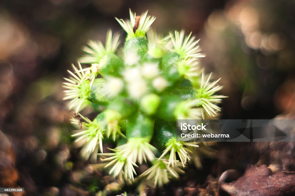 Close-up of a Cactus - Mammillaria Gracilis 2015 Stock Photo