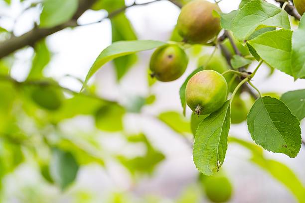 istock Young green apples on branch 482295354