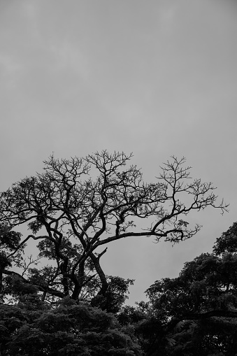Silhouette of a Bare  Tree in Black and White