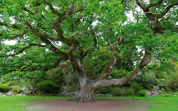 Tree located in the gardens of Muckross House, Killarney, Ireland