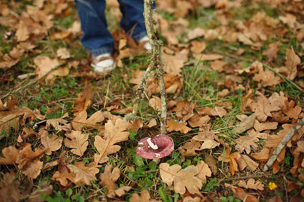 Boy playing with fallen leaves in fall.