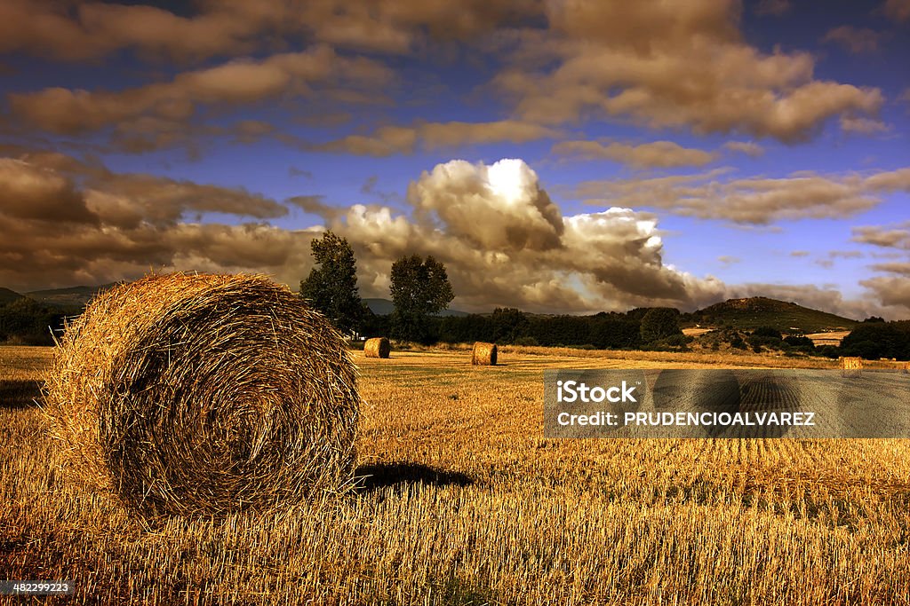 cornfield - Foto de stock de Agricultura libre de derechos