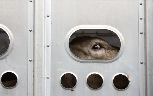 A cow is looking out of a transport trailer. 