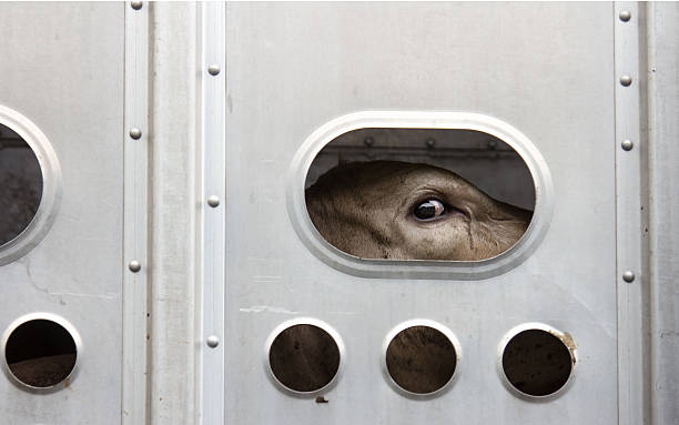Cow Looking out Trailer stock photo