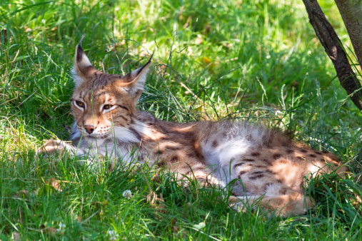 Bobcat and baby looking at camera in Colorado in western USA of North America