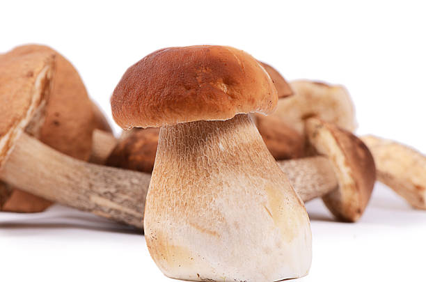 istock The raw boletus edulis isolated on white 482300072