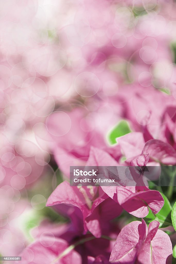 Pink bougainvillea Beautiful abstract floral background with pink bougainvillea Backgrounds Stock Photo