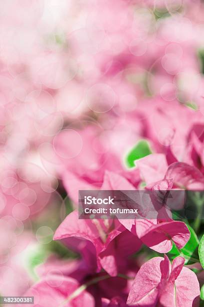 Pink Bougainvillea Stock Photo - Download Image Now - Backgrounds, Blossom, Botany