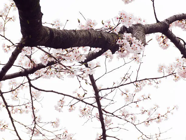 Photo of Yoshino cherry tree branches in full bloom in the sky background