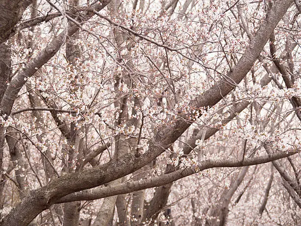 Photo of Line of Yoshino cherry blossom trees