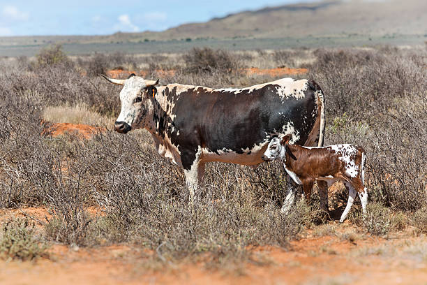 nguni cows nguni cow and calf, a traditional african breed of cattle farmed in the southern region nguni cattle stock pictures, royalty-free photos & images