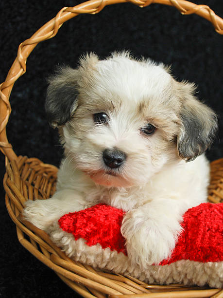 istock Malti-Poo Puppy 482303415