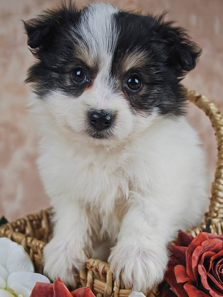 istock Cute Black and White Puppy 482303619