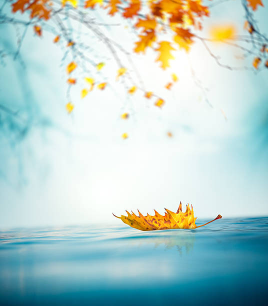 オータムリーフに浮かぶ水 - leaves changing ストックフォトと画像