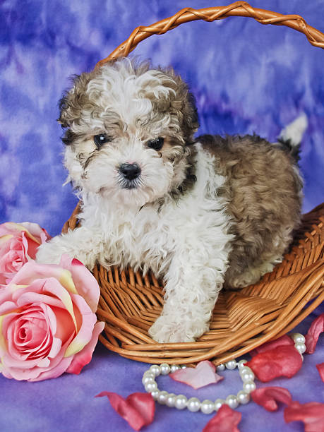 istock Malti-Poo Puppy 482303991