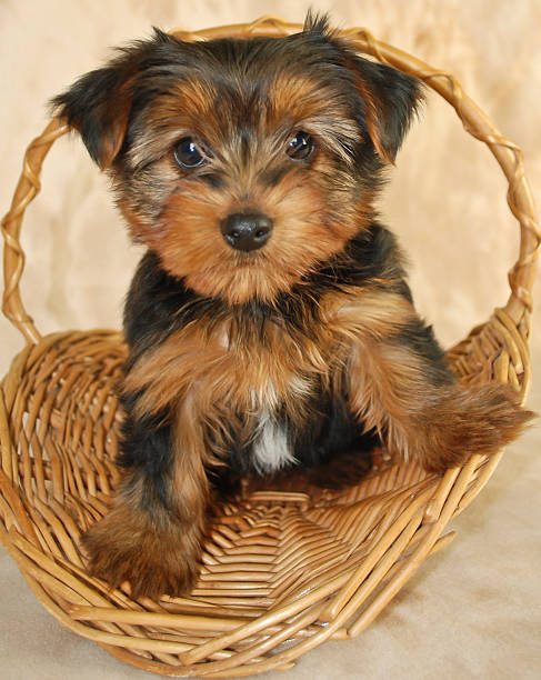 istock Yorkie Puppy 482304515