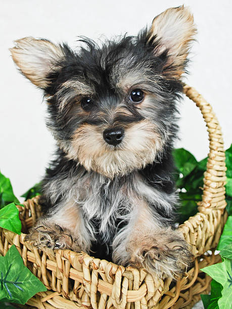 istock Sweet Little Yorkie Puppy 482304527