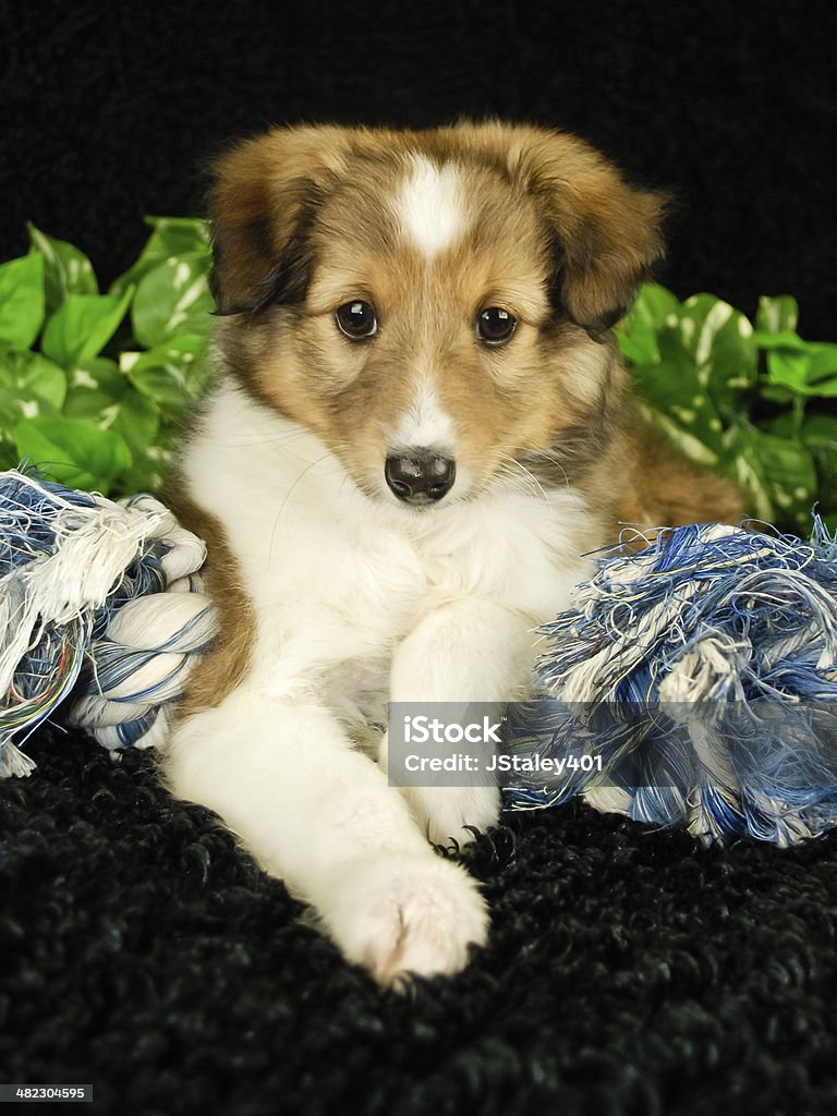 Sheltie Puppy Sheltie puppy on black background with blue dog toy. Affectionate Stock Photo