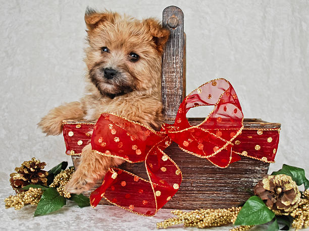 istock Cute Borwn Chistmas Puppy. 482305511