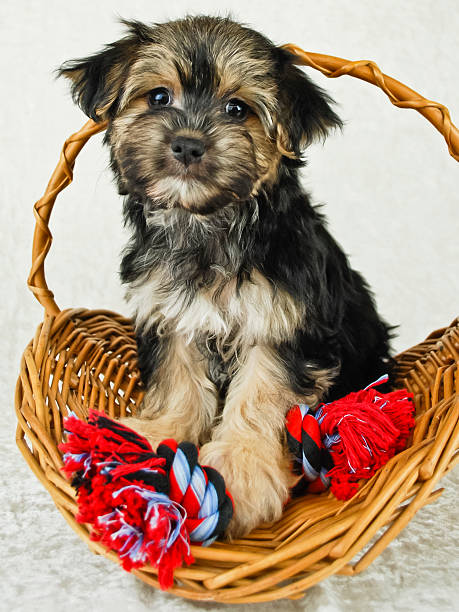 istock Very Cute Morkie Puppy 482305589