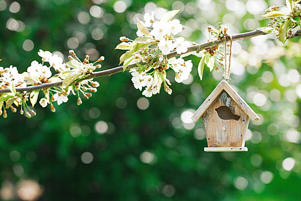 istock Little Birdhouse in Spring with blossom cherry flower sakura 482306116