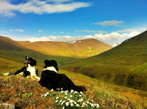 Border Collies resting on a hillside in Iceland