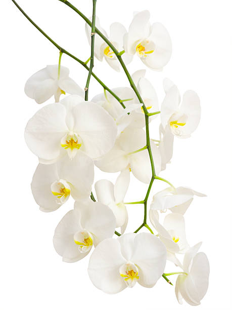 istock Long elegant branches of white romantic orchid flowers 482306211