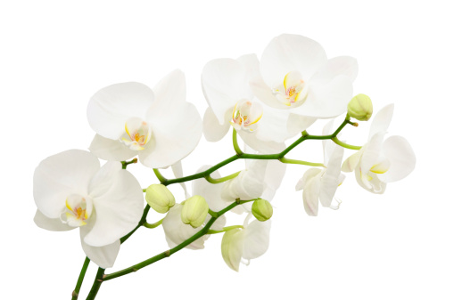 Long branches of bouquet delicate white orchid flowers isolated