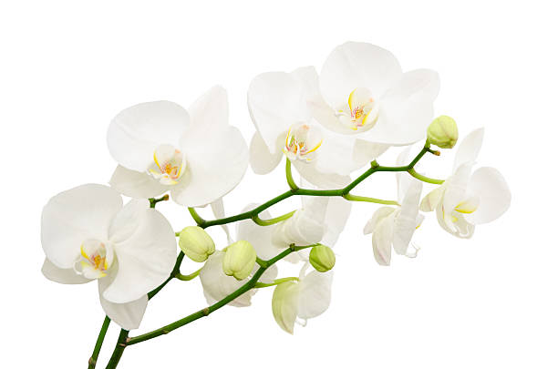 Long branches of bouquet delicate white orchid flowers Long branches of bouquet delicate white orchid flowers isolated orchidaceae stock pictures, royalty-free photos & images