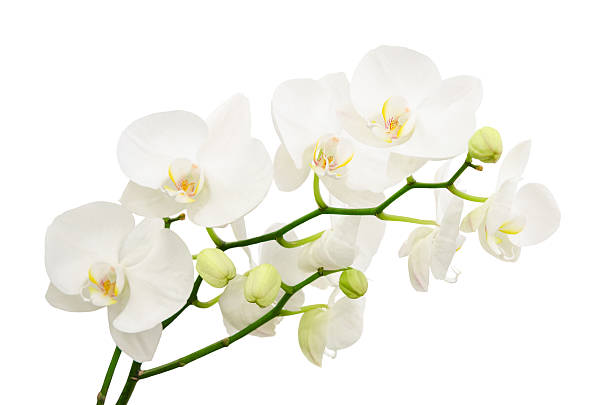long oddziały bukiet delikatne białe kwiaty orchid - cut flowers white tropical climate nature zdjęcia i obrazy z banku zdjęć