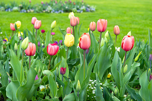 istock yellow and red tulips on flowerbed 482306503