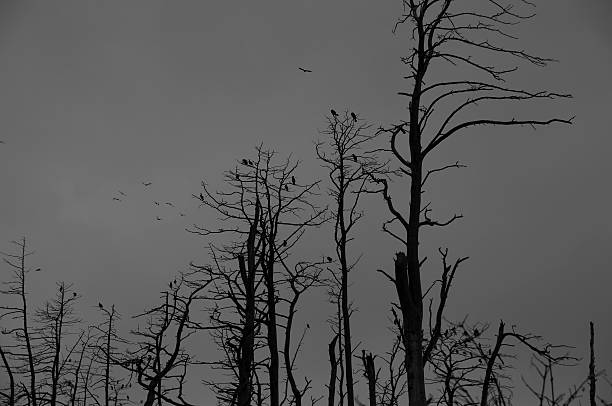 silhoute de biguás em mortos árvores. assustador cena - silhoute - fotografias e filmes do acervo