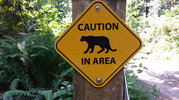 istock Mountain Lion in Area Caution Sign 482307246