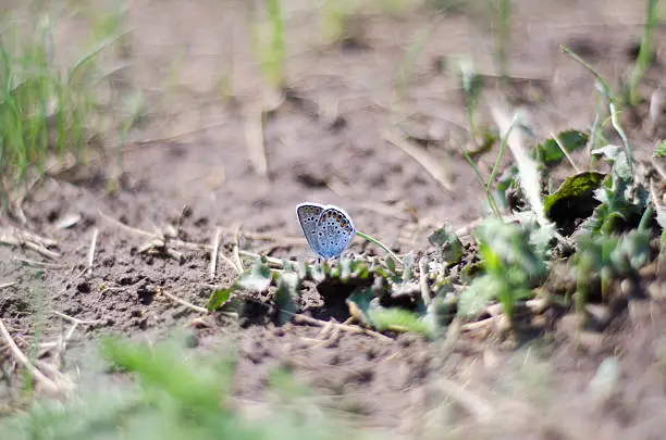 Blue butterfly Amanda sitting on the ground around green grass