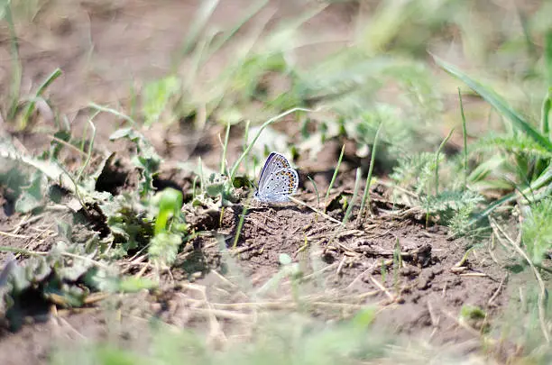Blue butterfly Amanda sitting on the ground around green grass