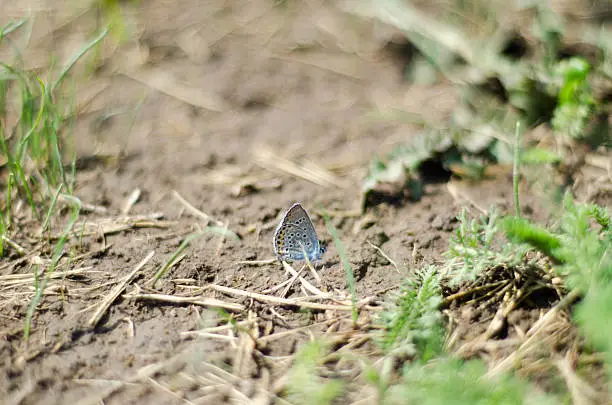 Blue butterfly Amanda sitting on the ground around green grass