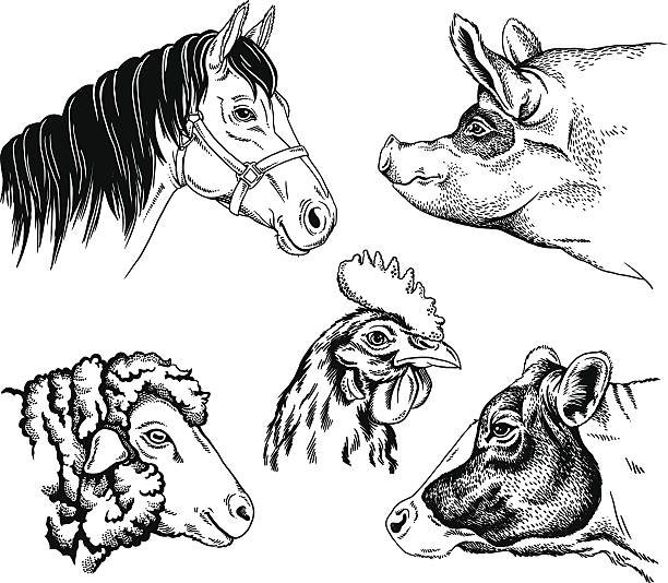 ilustraciones, imágenes clip art, dibujos animados e iconos de stock de retratos animales de granja - spit roasted