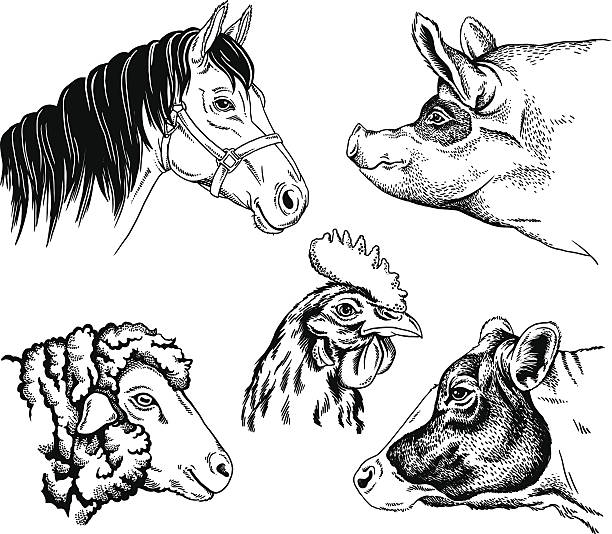 illustrazioni stock, clip art, cartoni animati e icone di tendenza di fattoria animali ritratti - cooked chicken sketching roasted