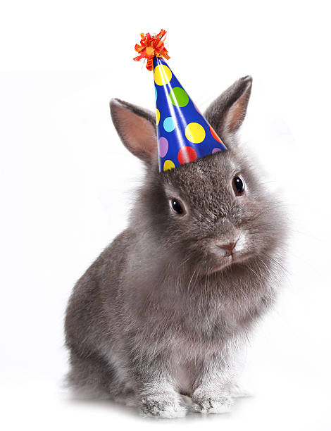 joyeux anniversaire lapin - rabbit hairy gray animal photos et images de collection