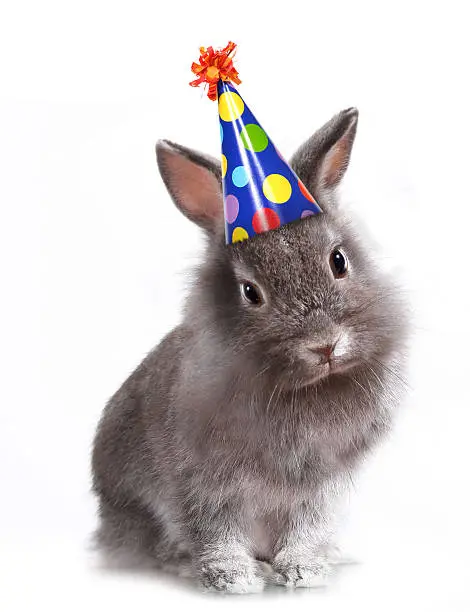 Photo of Happy Birthday Rabbit