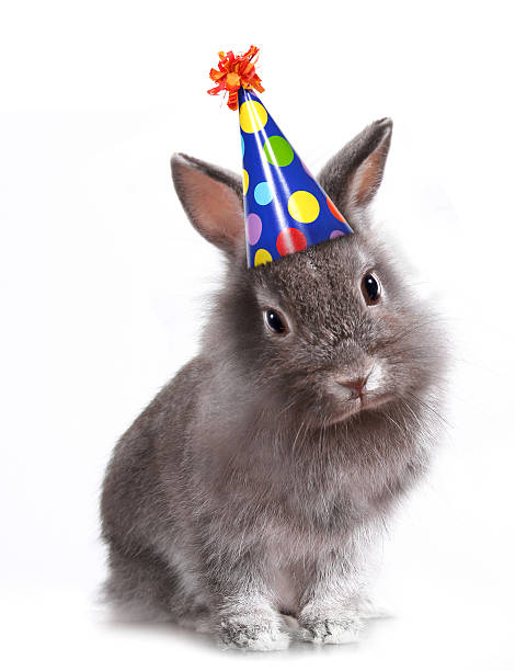 feliz aniversário coelho - rabbit hairy gray animal - fotografias e filmes do acervo
