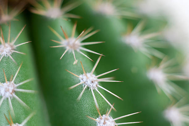 Close-up of a prickly cactus Close-up of a prickly cactus cactus scar stock pictures, royalty-free photos & images