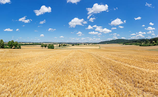 istock Stubble field in rural landscape 482310504