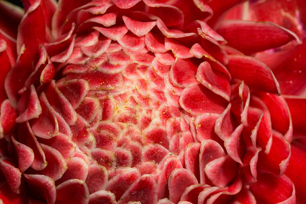istock red Etlingera elatior flower 482311354