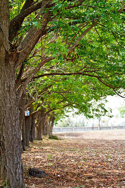 秋の森の木の木製の背景の緑の自然光が差し込みます。 - forest sunbeam tree light ストックフォトと画像