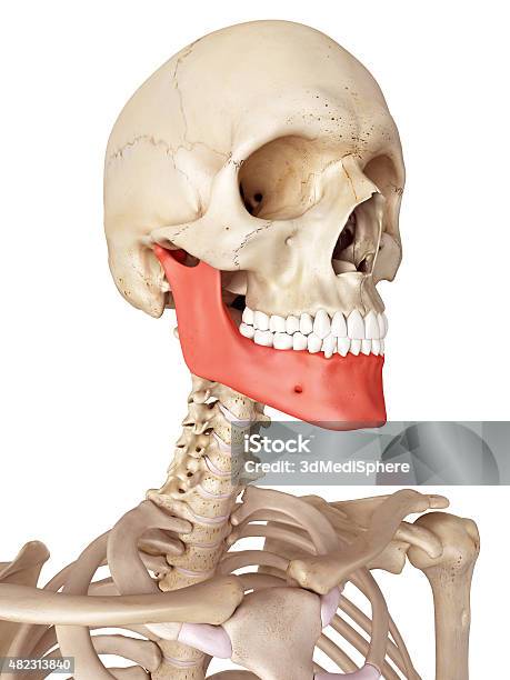 Human Skull Model with Cleft Jaw and Palate