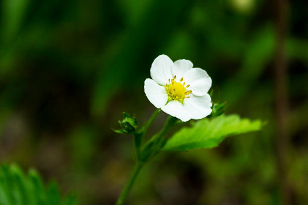 istock Beautiful flower of strawberry 482313892